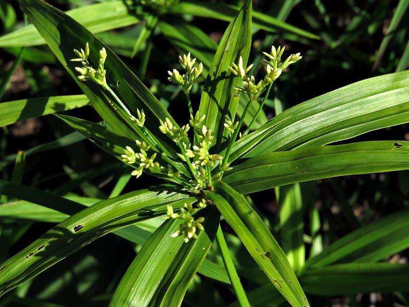 Imagem de Cyperus albostriatus Schrad.