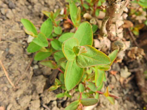 Image of tall tutsan