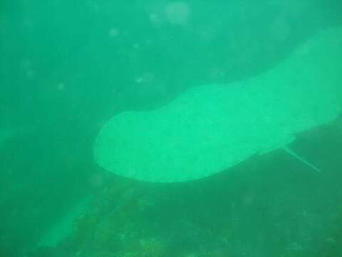 Image of Backwater butterfly ray