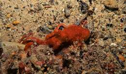 Image of southern white-spot octopus