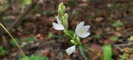 Слика од Chlorophytum tuberosum (Roxb.) Baker