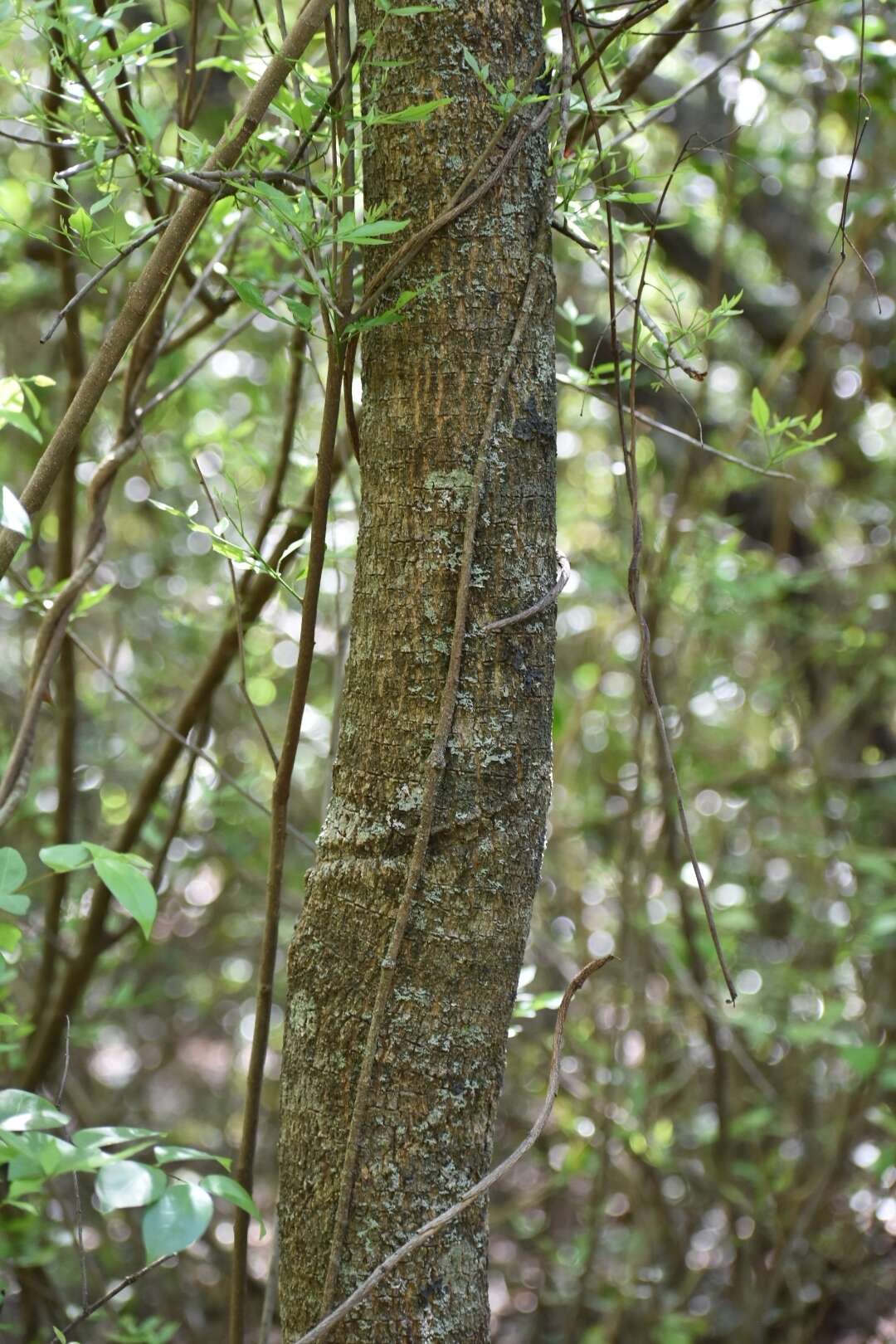 Image of Anisocapparis speciosa (Griseb.) Cornejo & Iltis