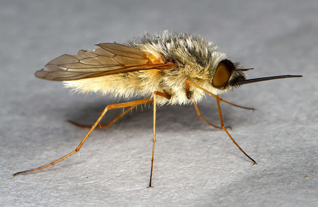 Image of grasshopper bee fly