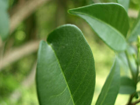 Image of Esenbeckia febrifuga (Saint-Hilaire) A. Juss. ex Mart.