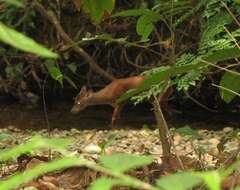 Image of Central American Red Brocket Deer