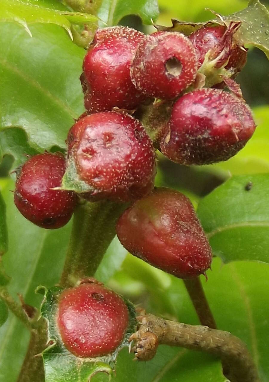 Imagem de Plagiotrochus quercusilicis (Fabricius 1798)