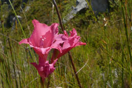 Image de Gladiolus crispulatus L. Bolus