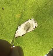 Phyllonorycter lucetiella (Clemens 1859)的圖片