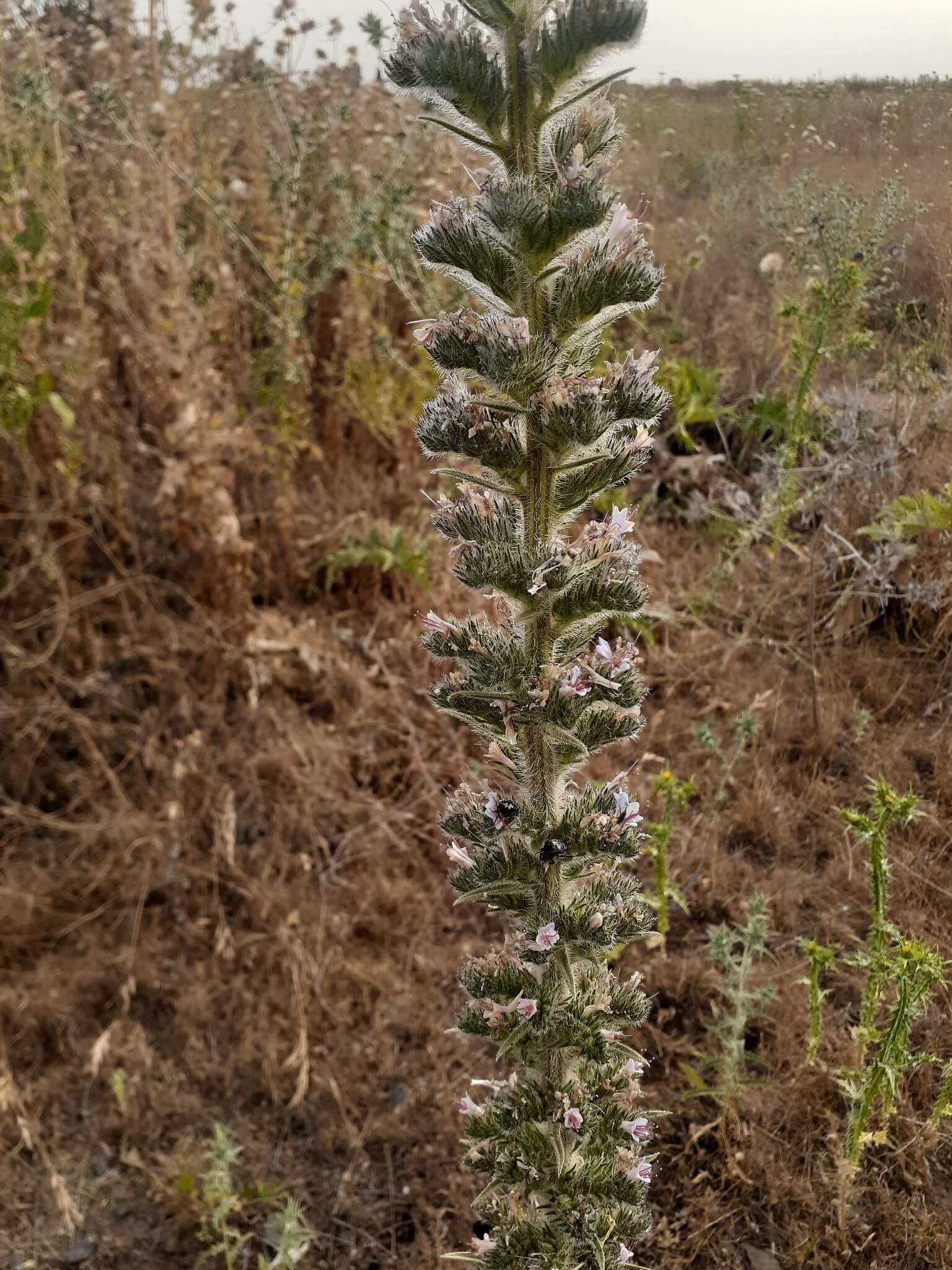 Echium glomeratum Poir.的圖片