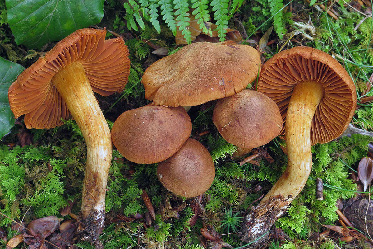 Image of Cortinarius orellanus Fr. 1838