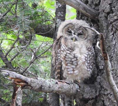 Image of Mexican Spotted Owl