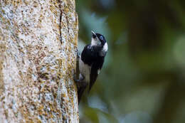 Image of Pied Monarch