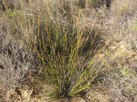 Image of Tetraria nigrovaginata (Nees) C. B. Clarke