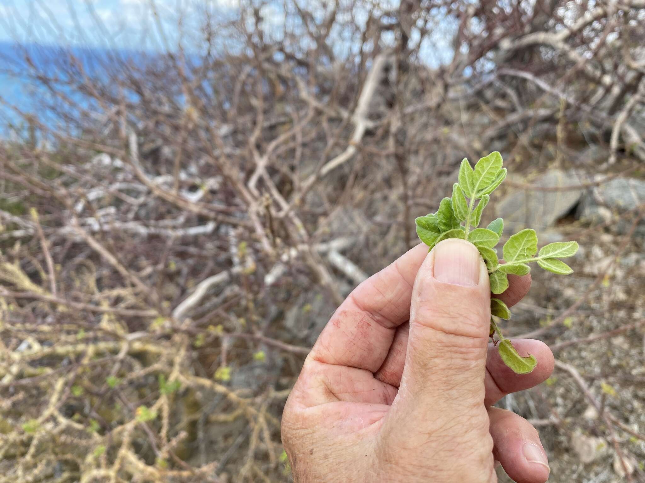 Image of <i>Cyrtocarpa <i>edulis</i></i> var. edulis