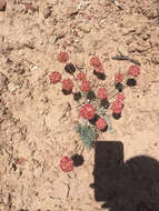 Image of cushion buckwheat