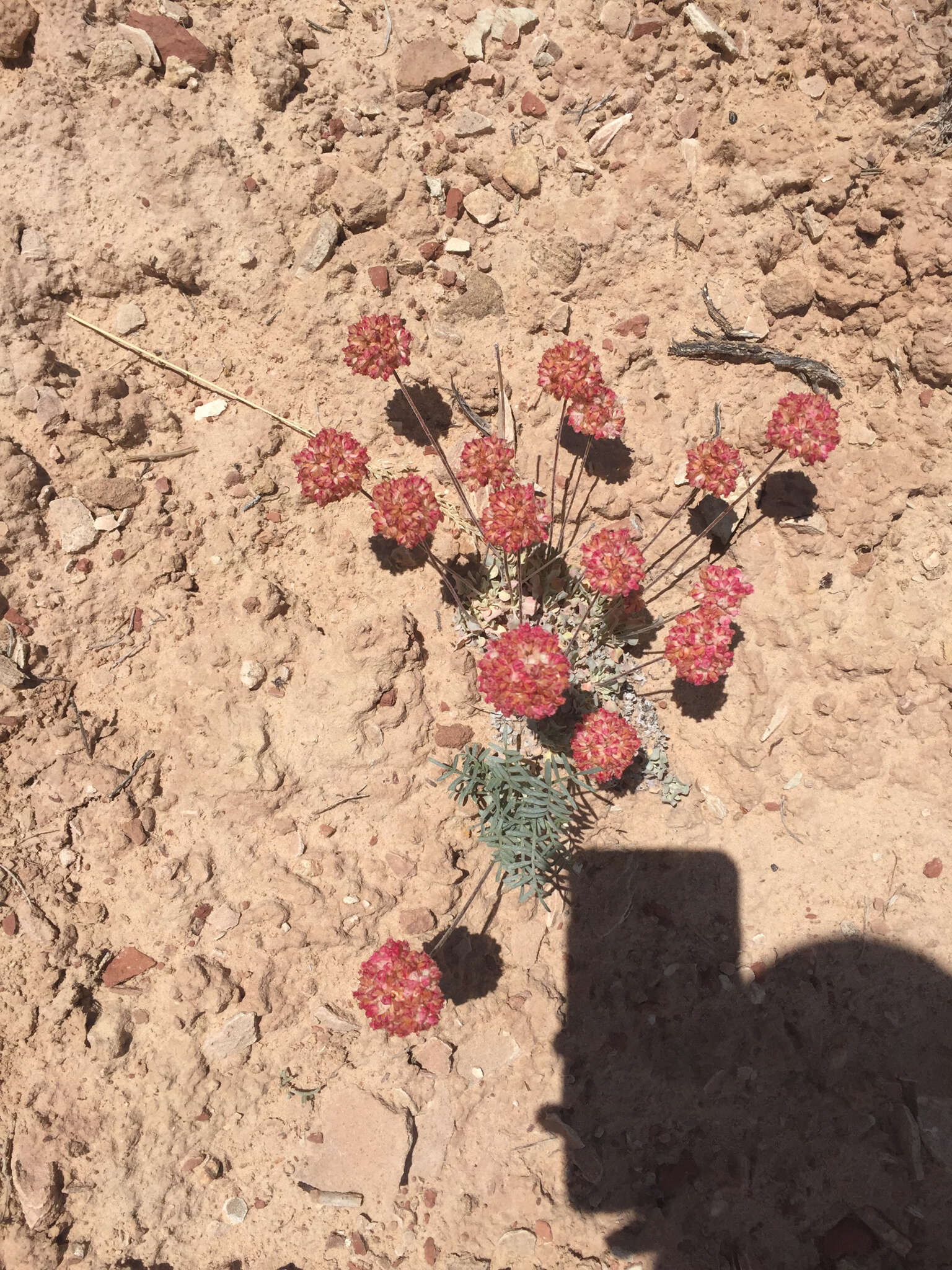 Image of cushion buckwheat