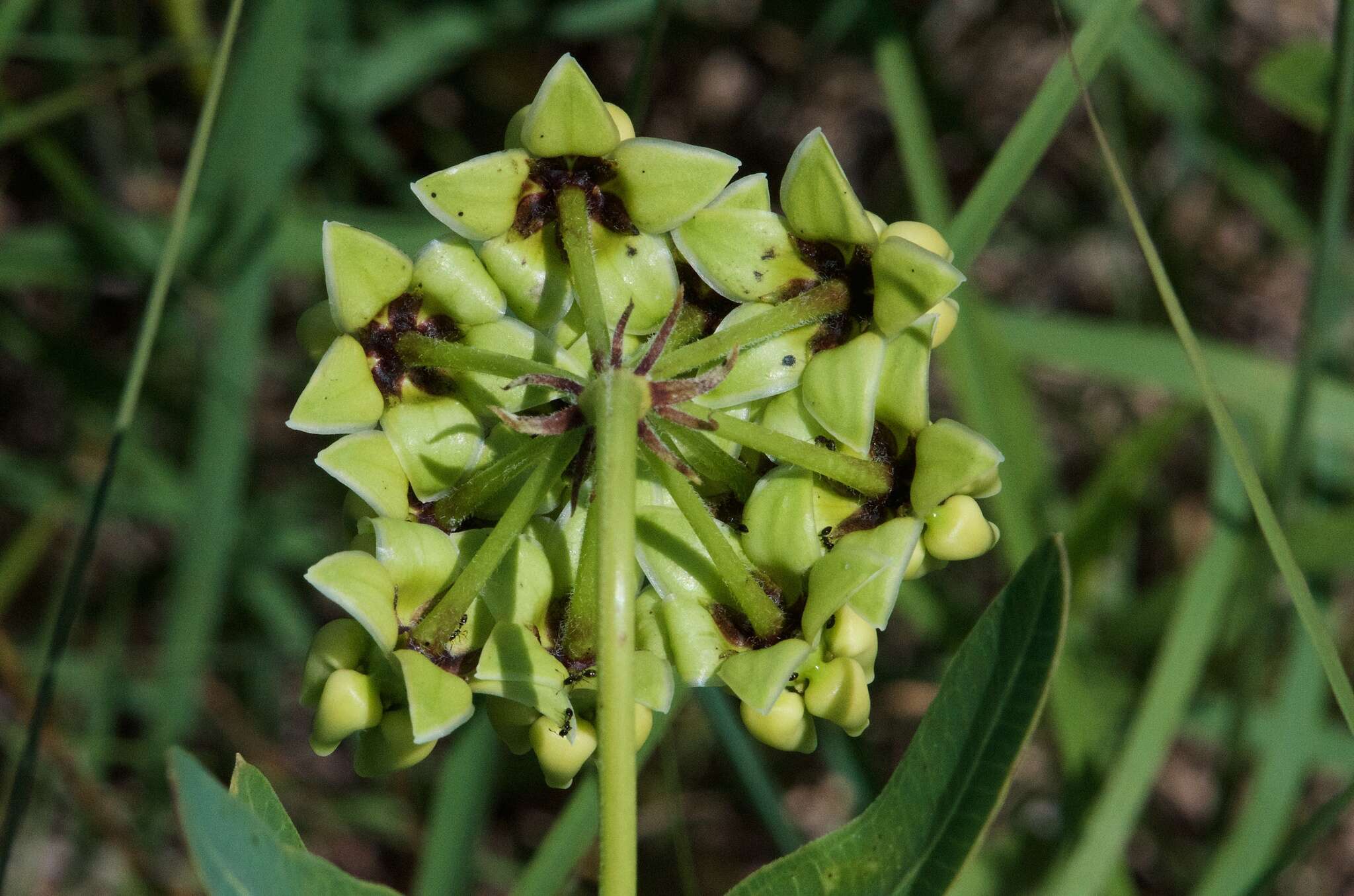 Image de Asclepias meadii Torr. ex A. Gray