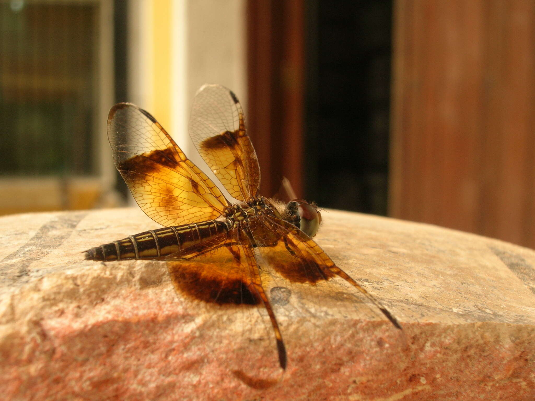 Image of Slough Amberwing