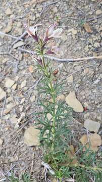 Image of Teucrium pseudochamaepitys L.