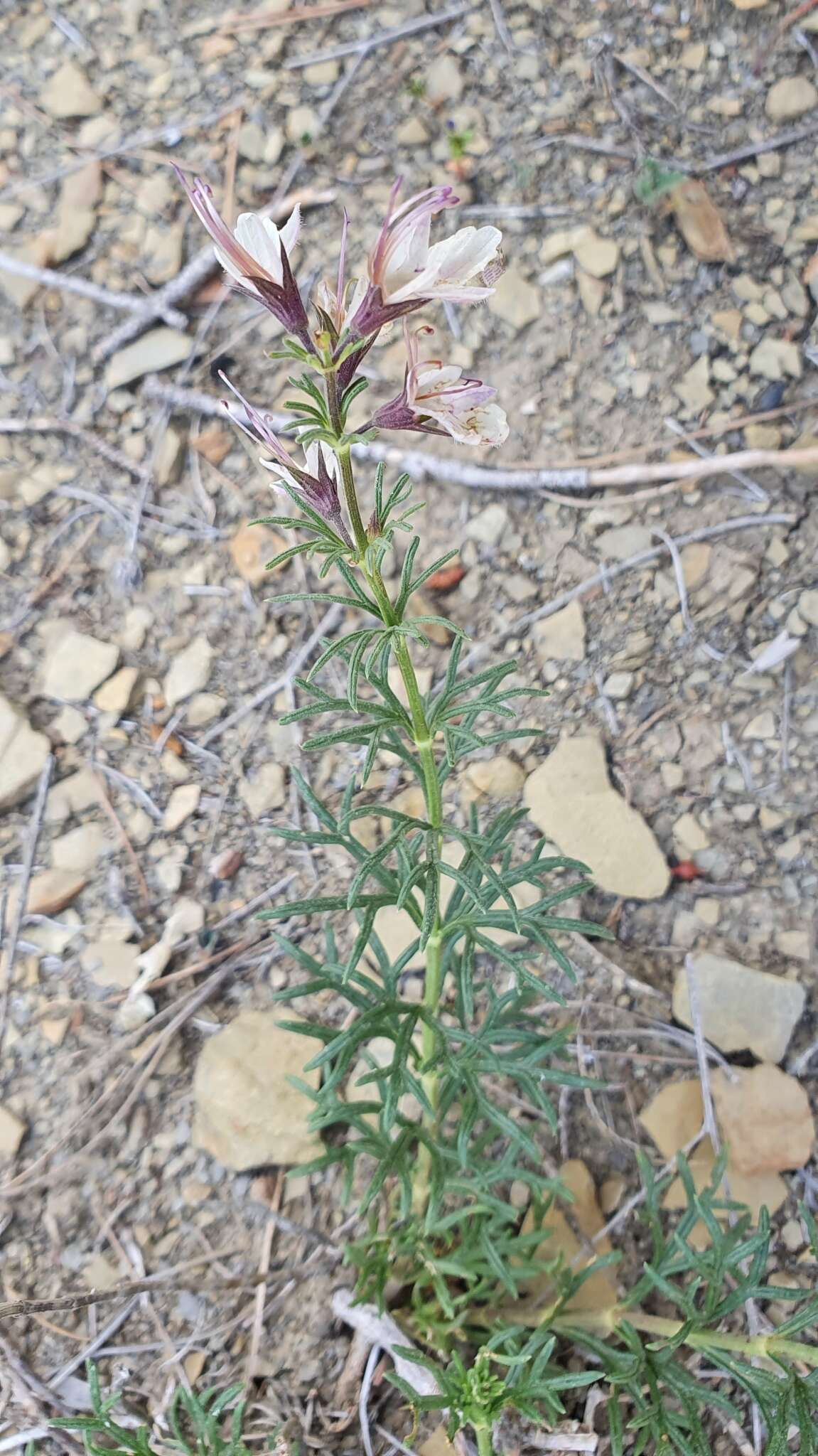 Image of Teucrium pseudochamaepitys L.