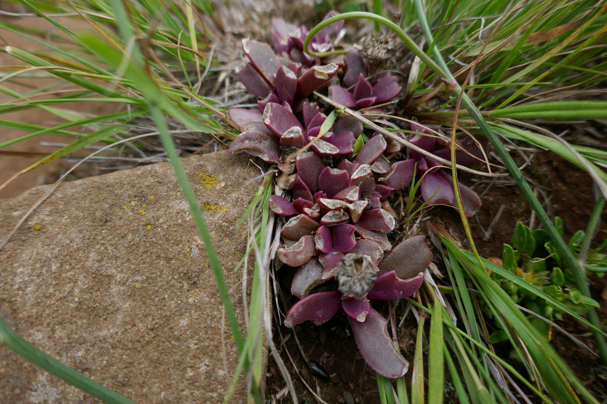 Image of Delosperma carolinense N. E. Br.