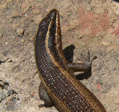 Image of Montane Speckled Skink