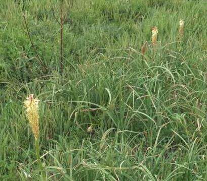 Image of Kniphofia ensifolia subsp. ensifolia