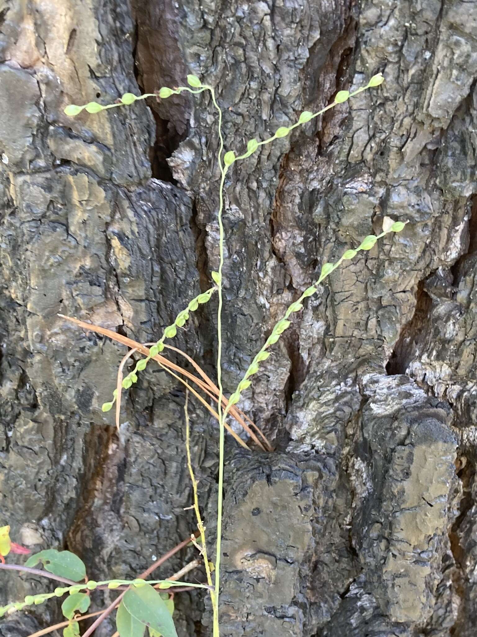 Image of Pitchfork Crown Grass