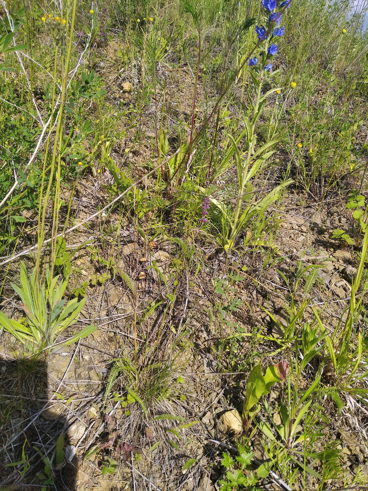 Image of Volga fescue