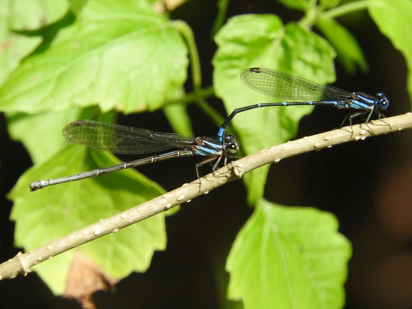 Image of Argia oculata Hagen ex Selys 1865