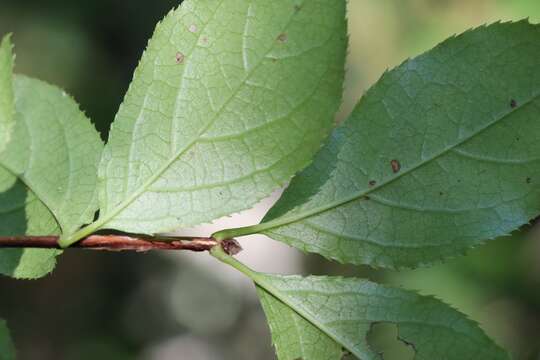 Image of Mongolian pride-of-Rochester