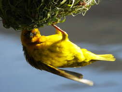 Image of Cape Weaver