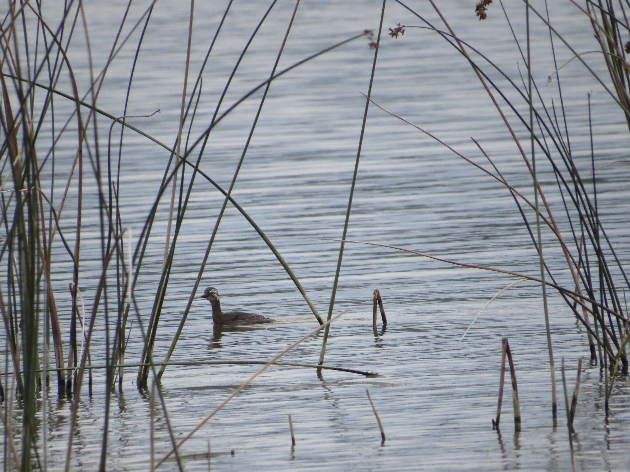 Image of White-tufted Grebe