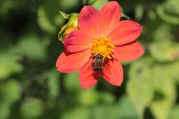 صورة Eristalis circe Williston 1891