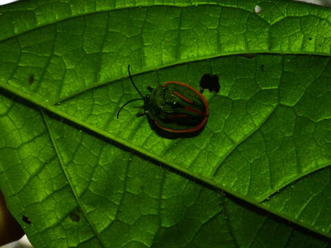 Imagem de Cyclosoma (Cyclosoma) palliata (Fabricius 1787)