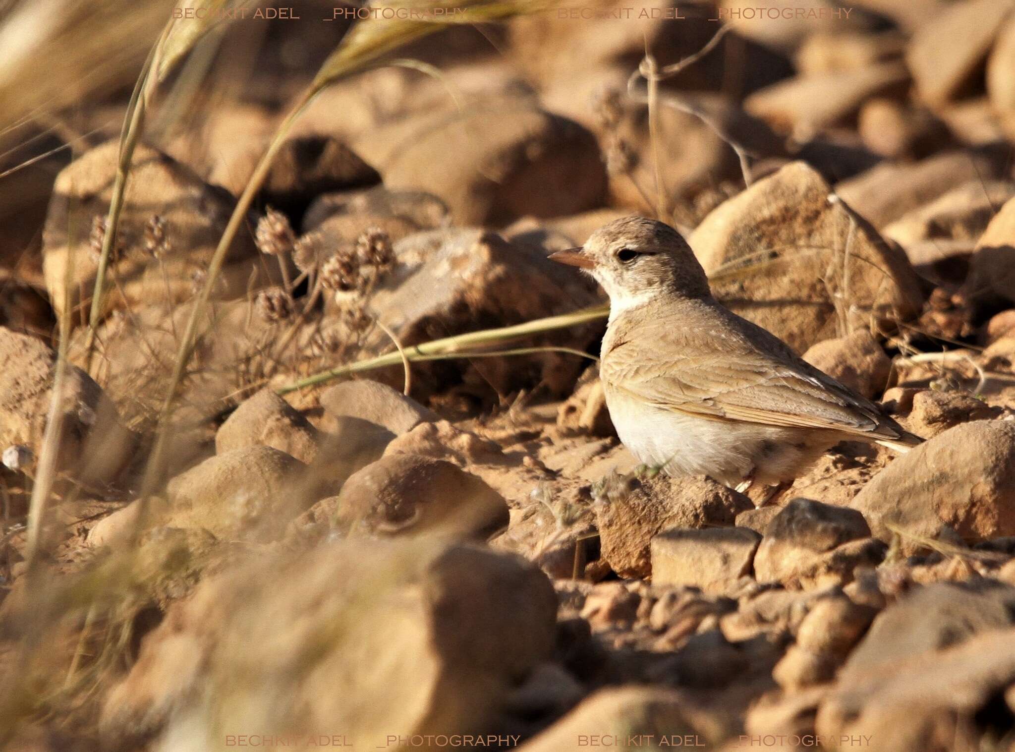 Image of Bar-tailed Desert Lark