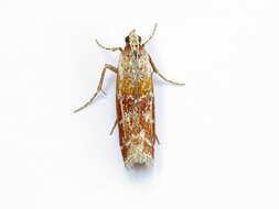 Image of Webbing Coneworm Moth