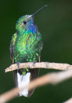 Image of White-tailed Sabrewing