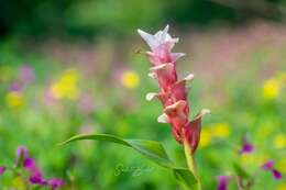 Image de Curcuma caulina J. Graham