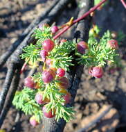 Image of Asparagus rubicundus P. J. Bergius