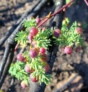 Image of Asparagus rubicundus P. J. Bergius