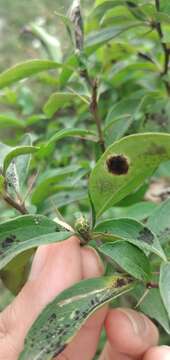 Image of Barnadesia odorata Griseb.