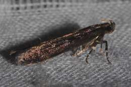 Image of Eyeringed Chionodes Moth