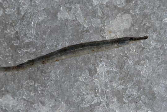 Image of Black-striped Pipefish