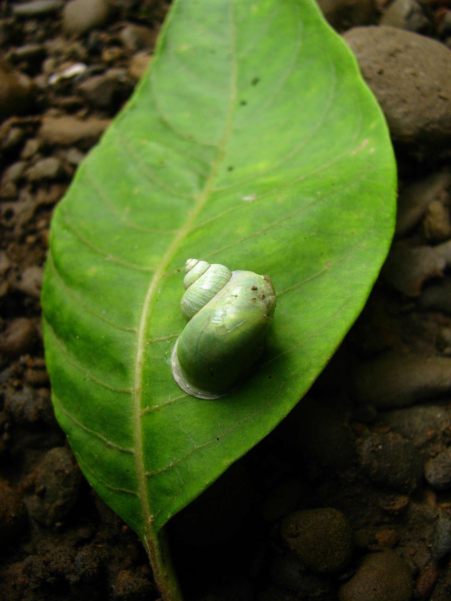 صورة Leptopoma perlucidum (Grateloup 1840)