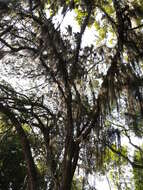 Image of Spanish moss