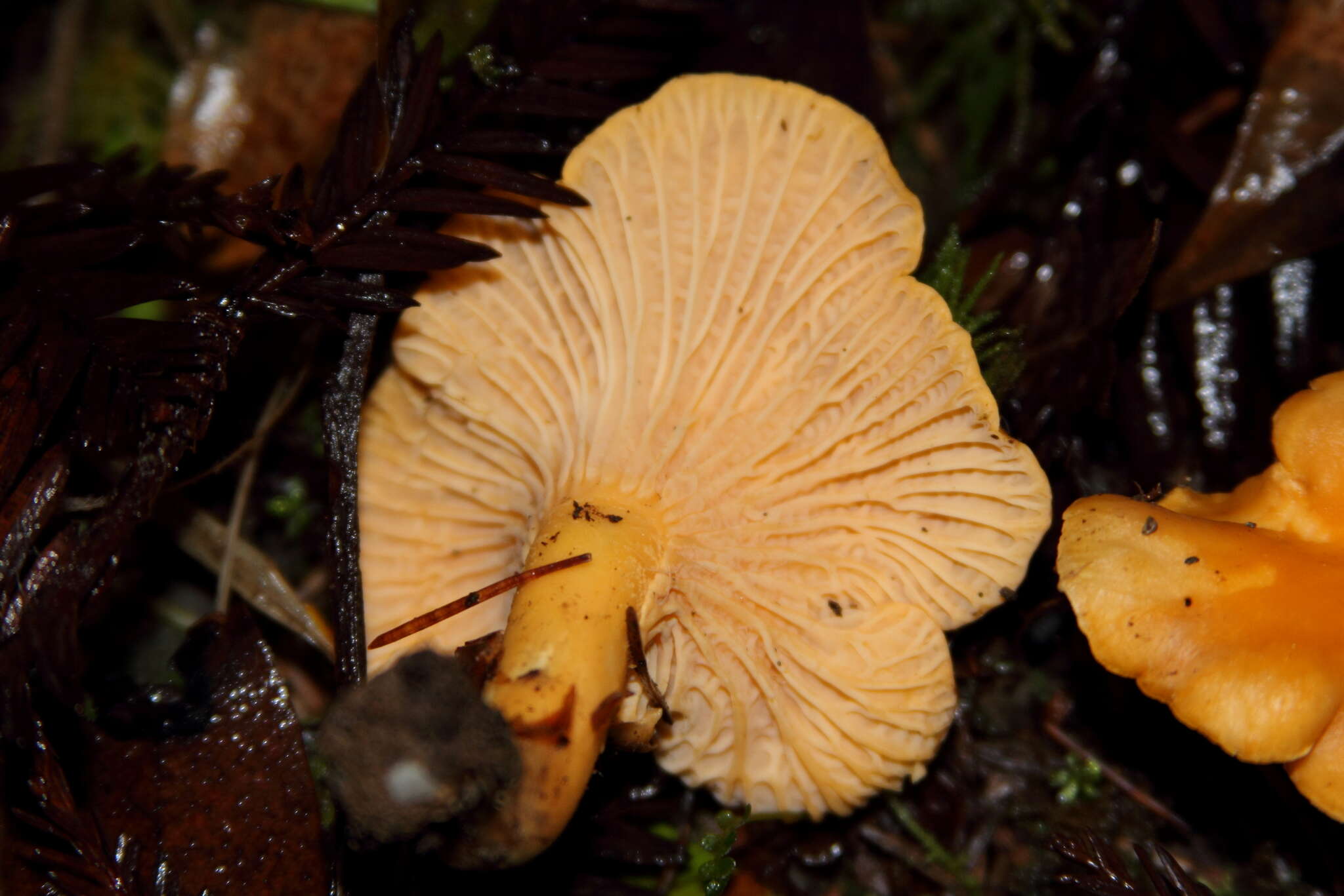 Image of Cantharellus formosus Corner 1966