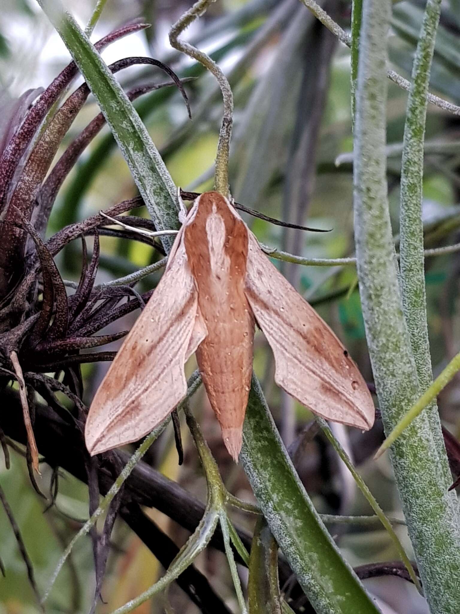 Image of Vine hawk moth