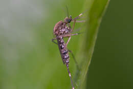 Image de Aedes taeniorhynchus (Wiedemann 1821)