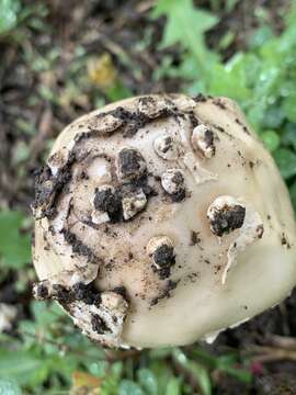 Image of Amanita populiphila Tulloss & E. Moses 1995